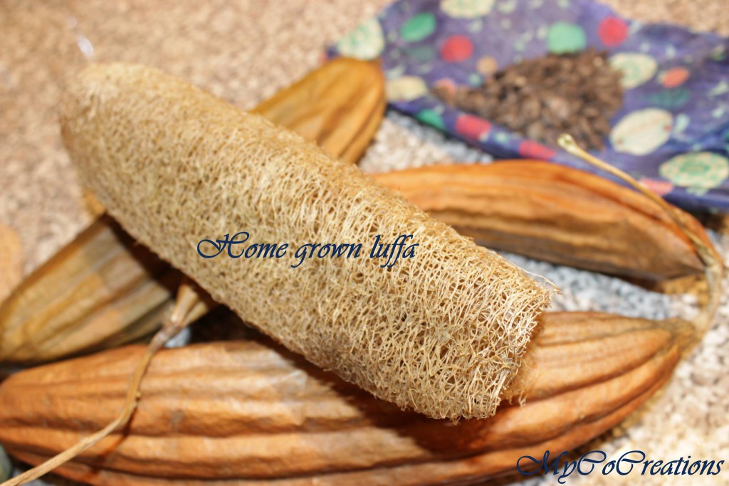 MyCoCreations Plant Based Luffa Sponge Luffa Gourd